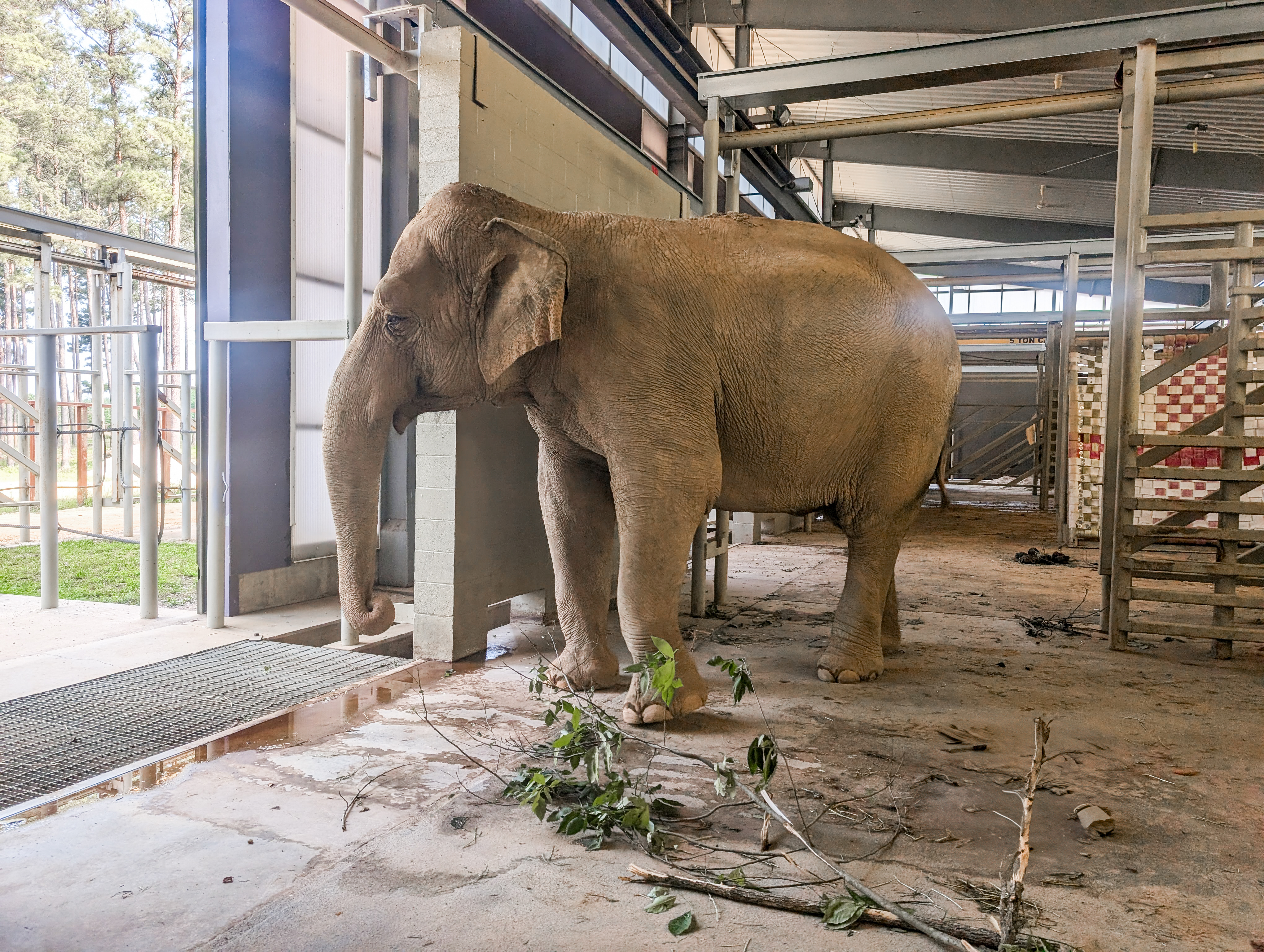 Join Us in Welcoming Punch and Mikki - EleNotes - The Elephant